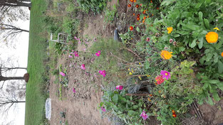 Die letzten Blumen und Gemüseabfall als Kompost auf unserem Beet.