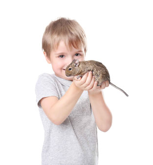 degufürKindergeeignet, degualsheimtierfürkinder, deguskaufen, degushaltung, deguhandzahm, degupets, bennager, bennagerbooks