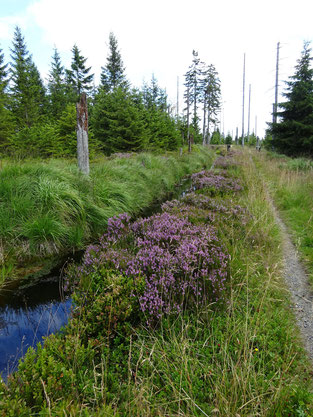 Harzlandschaft mit Nadelbäumen, einem grasbewachsenen Graben mit blühender Heide und einem schmalen Weg