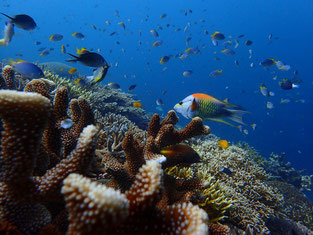 石垣島でのんびりダイビング「珊瑚礁」