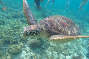 アポ島のウミガメ