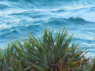 Pandanus and the Coral Sea