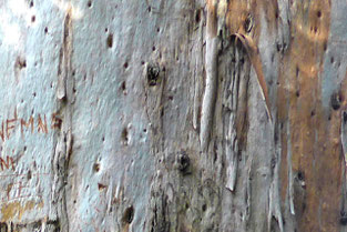 Gum tree bark