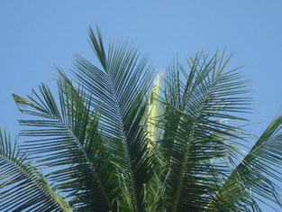 Cocos nucifera