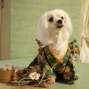 犬連れ ワークショップ
