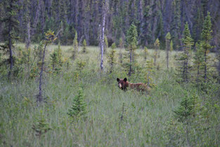 mietwagenreise alaska
