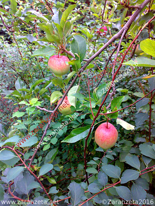Grüner-Apfel-Eis ©Zarahzeta2014