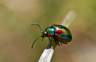 Foto: Sibylle Maus 