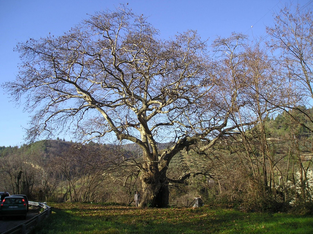 Albero del Piccioni - Ascoli Piceno