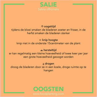 salie oogsten