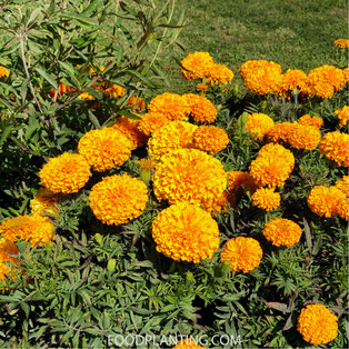 arikaantje, bladluizen, natuurlijke vijanden