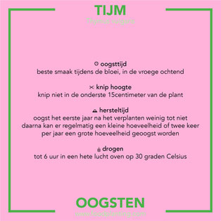 tijm oogsten