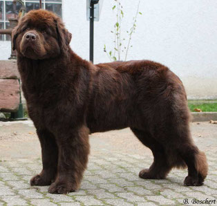 Neufundländer braun Shalina Bär vom Ermstal