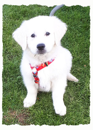 Chiot Golden Retriever à l'école pour chiots à Dax