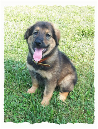 Chiot croisé Berger à l'école pour chiots à Dax