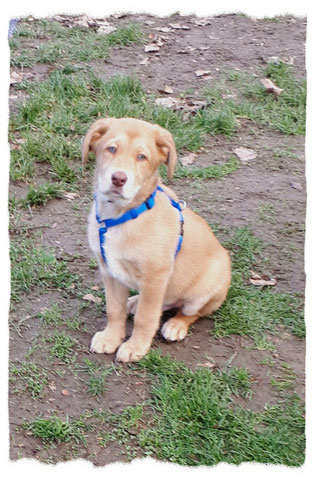 Croisé Shar Pei à l'école pour chiots à Dax