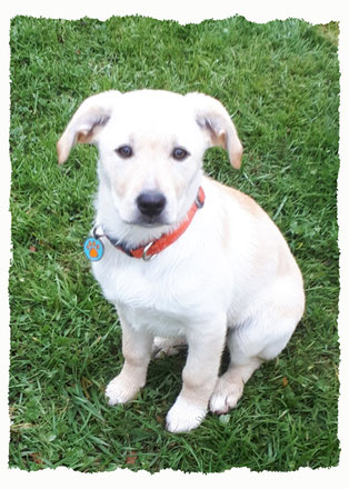 Chiot Croisé Labrador à l'école pour chiots à Dax