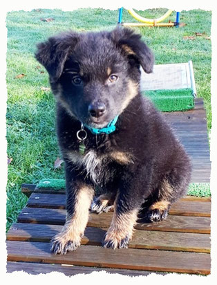 Chiot Berger Australien à l'école pour chiots à Dax