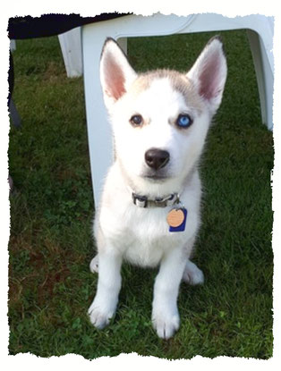 Chiot Husky à l'école pour chiots à Dax