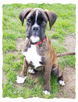 Chiot Boxer à l'école pour chiots à Dax