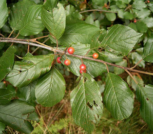 Faulbaumzweig mit Beeren
