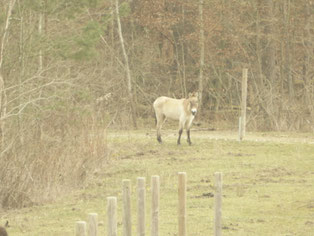 Przewalskipferd (equus przewalskii), Foto: ©KBenedickt