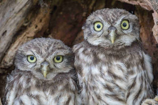 © Winfried Rusch, NABU