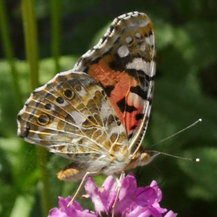 Distelfalter auf Stachys 'Hummelo'