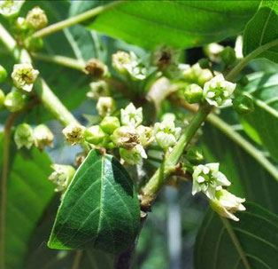 Fleur de bourdaine. 