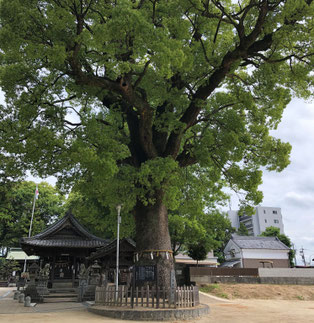 御神木の楠