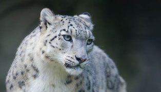 Winter in Ladakh, Orakelfeste in Stok und Matho, Schneeleoparden