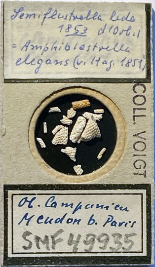 Senckenberg, Bryozoa, Bryozoen, Moostierchen, Sammlung Voigt