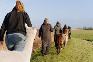 wandelen met alpaca s knuffelkoe enzo eemdijk utrecht