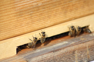 Bei den ersten warmen Sonnenstrahlen wagen sich die Winterbienen aus dem Bienenstock...