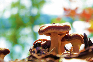 Last mushrooms at Indian Summer
