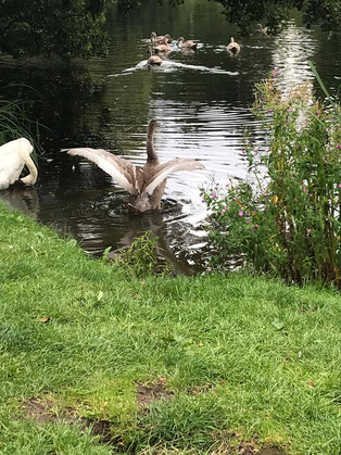 Schwäne im Teich mit ausgebreiteten Flügeln