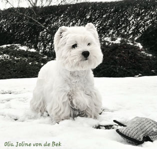 Westies von de Bek