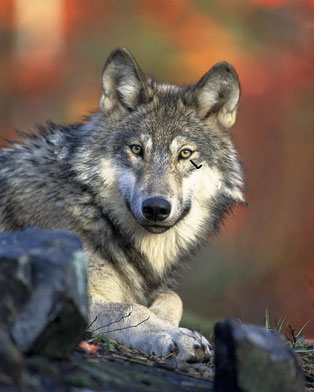 Das ist ein Wolf