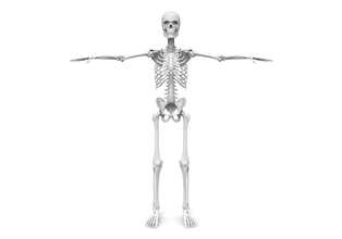 人の骨格
