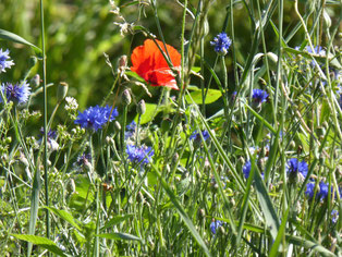 Frühlingswiese mit roten Mohnblumen und blauen Kornblumen, die in der Sonne leuchten