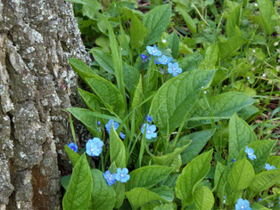 Himmelblaue Blümchen mit grünen Blättern leuchtend am Fuße einer Eibe