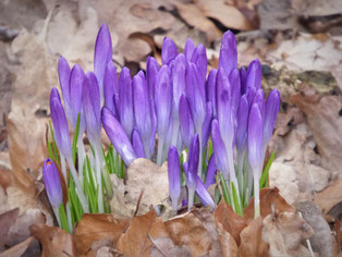 Eine kleine Gruppe violetter Blümchen recken sich aus dem Laub.