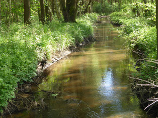 Ein in der Sonne glitzernden Bach fließt sanft durch grünen Wald