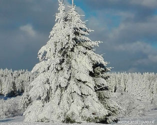 Schnee Hoherodskopf, Kraftquelle Schnee, Kraftquelle Winter