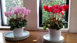 窓辺の二つの花