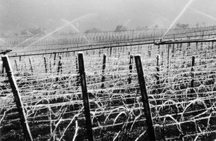 Frostberegnung in der Reblage Gaisberg im Unterdorf im Mai 1960