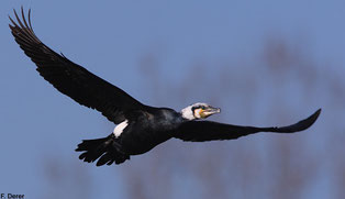 Kormoran, Foto F. Derer