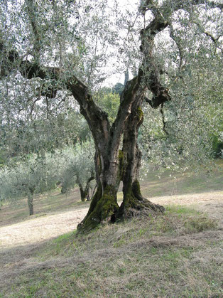 uralte Olivenbäume vor dem Kloster Farfa
