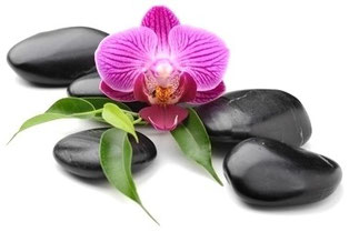 Orchidee