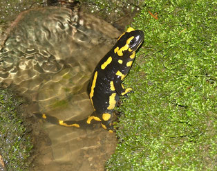 Larven gebärendes Feuersalamanderweibchen; Foto: P. Thomas